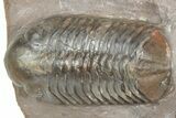 Colorful Phacopid (Struveaspis) Trilobite - Jorf, Morocco #329073-1